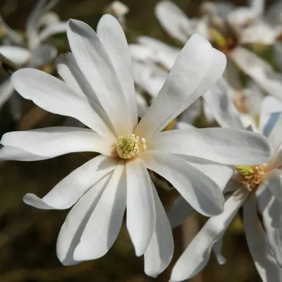 'Royal Star' Magnolia gwiaździsta Magnolia stellata 'Royal Star' Magnolia gwiaździsta Magnolia stellata