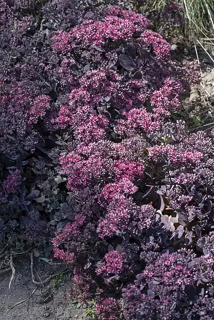 'Red Canyon' Rozchodnik Sedum