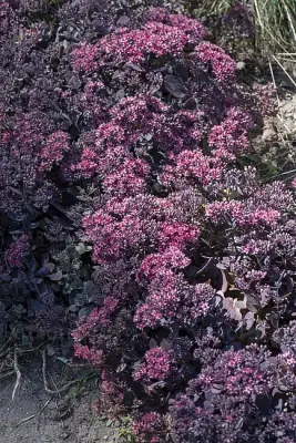 'Red Canyon' Rozchodnik Sedum
