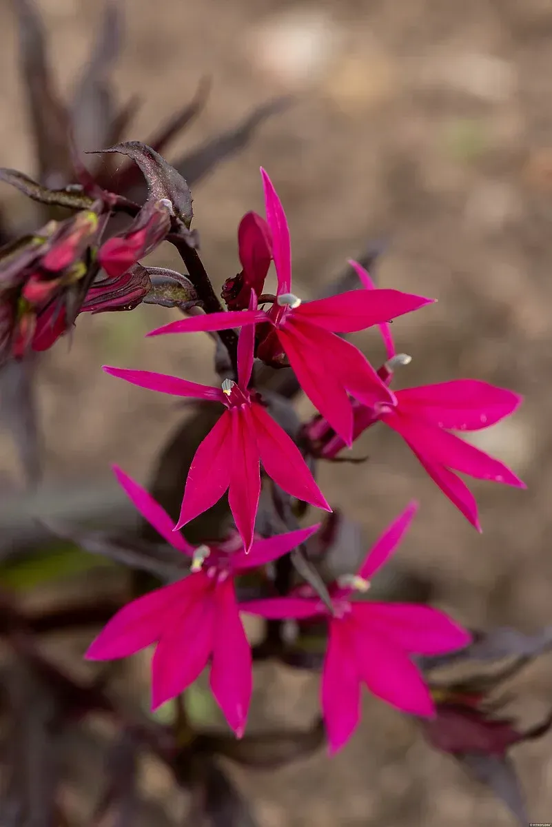 'Russian Princess' Lobelia okazała Lobelia speciosa