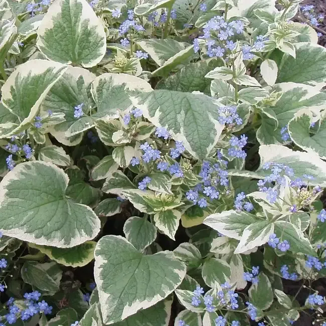 'Variegata' Brunnera