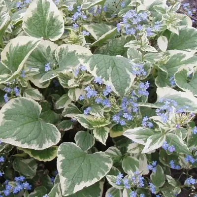 'Variegata' Brunnera 'Variegata' Brunnera