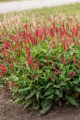 'Ample Vibrant Red' Rdest Persicaria