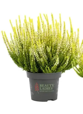 'Beauty Ladies' Wrzos agneta biały Calluna