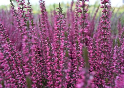 'Garden Girls®' Wrzos fioletowy Calluna