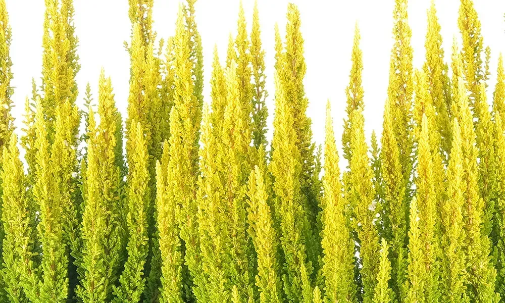 'Skyline® 'Miami' Wrzos żółty Calluna