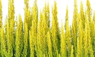 'Skyline® 'Miami' Wrzos żółty Calluna