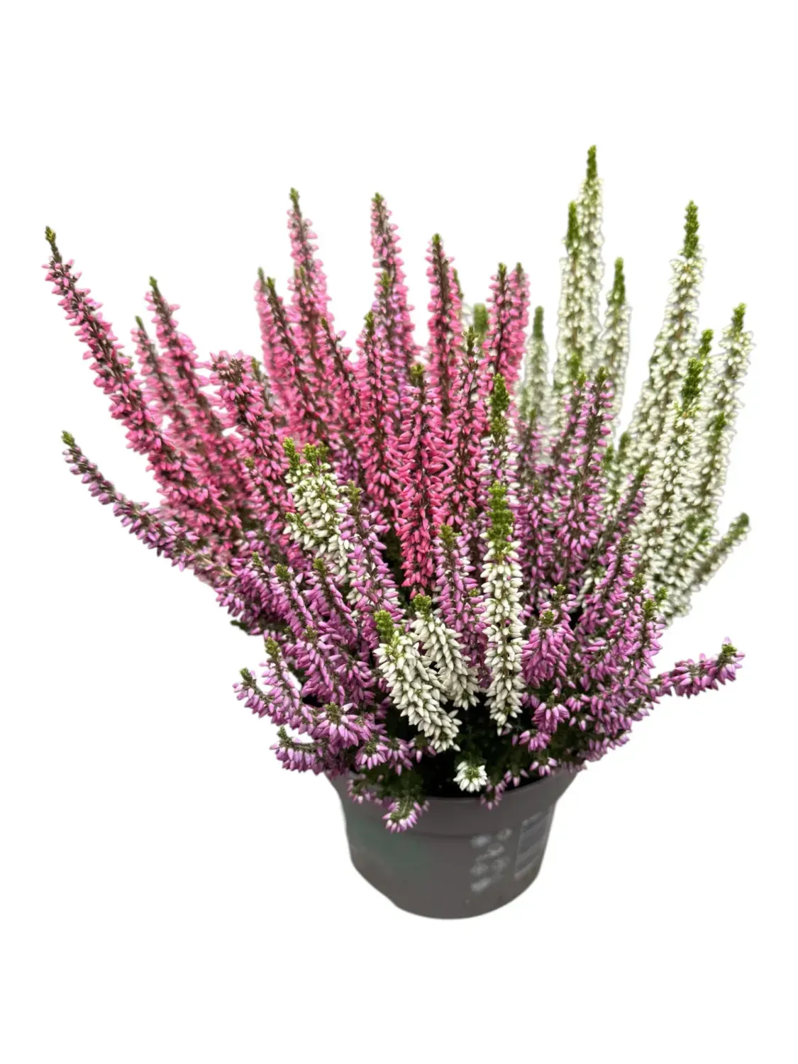 'Beauty Ladies Trio  Red-Rose-White' Wrzos Trio kolorowy Calluna