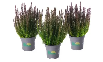 'Skyline® 'Montreal' Wrzos zielony Calluna