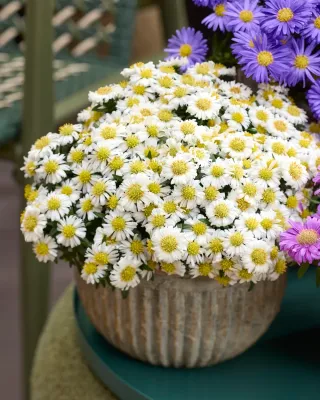 'Alpha® White' Aster krzaczasty Aster dumosus
