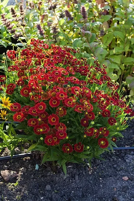 'Ranchera' Dzielżan Helenium