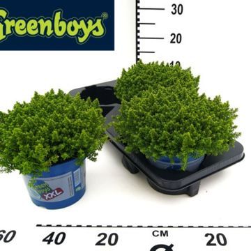 'Green Boys Bob' Hebe