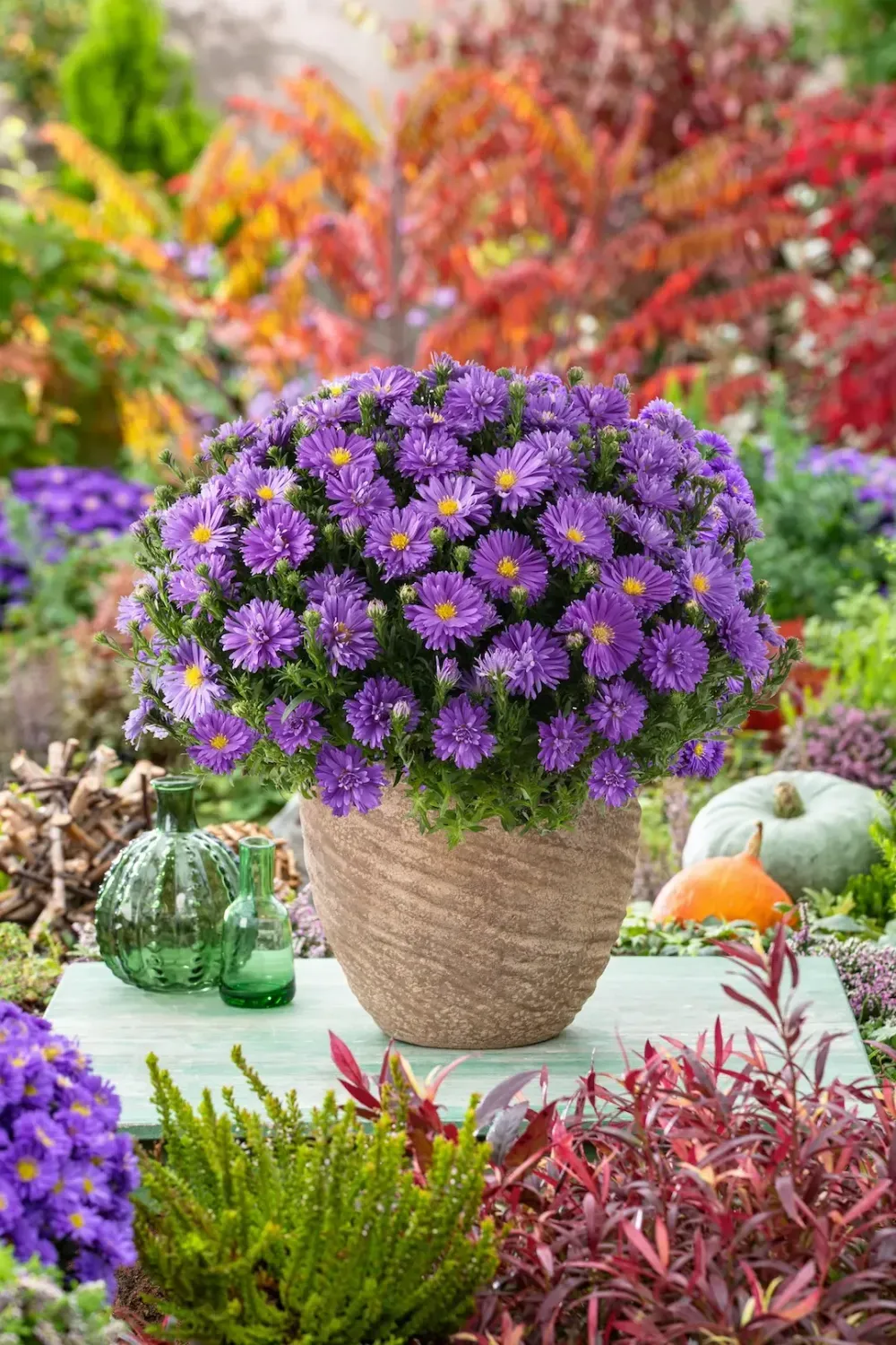 'Alpha® Dark Purple Launch' Aster krzaczasty Aster dumosus