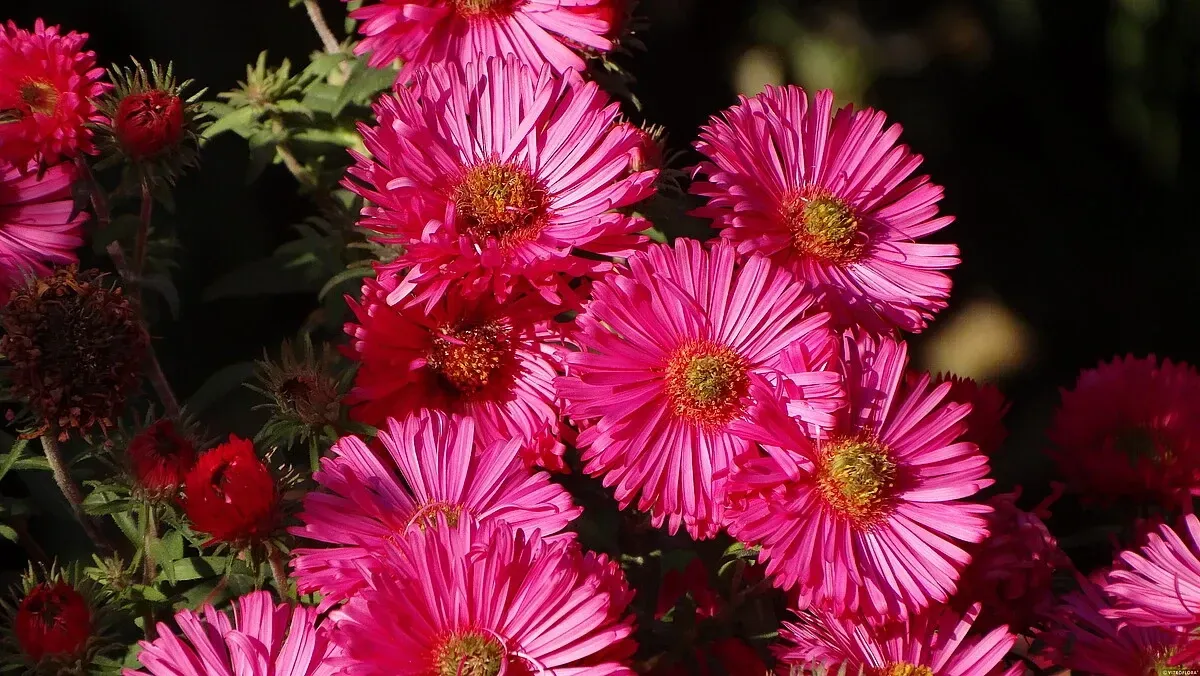 'Andenken am Alma Potschke' Aster nowoangielski Aster novae-angliae