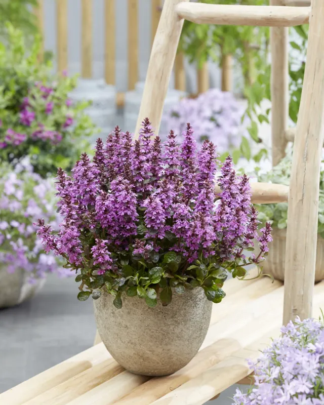 'Midnight Mystery' Dąbrówka Ajuga