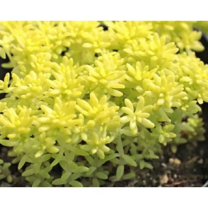 'Tokyo Sun' Rozchodnik Sedum