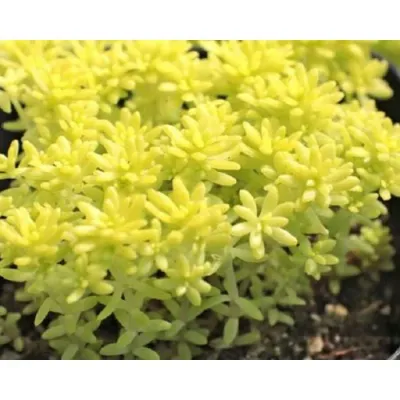 'Tokyo Sun' Rozchodnik Sedum