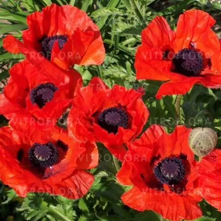 'Beauty of Livermore' Mak wschodni Papaver orientale