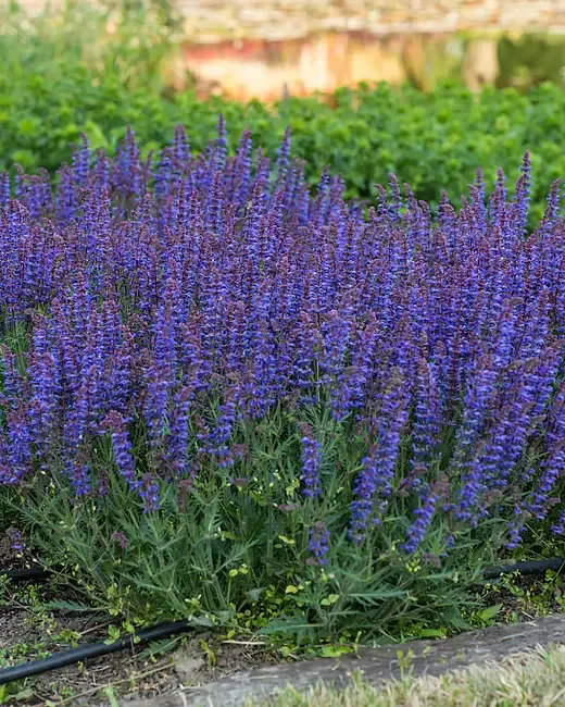'Carina' Szałwia omszona Salvia nemorosa