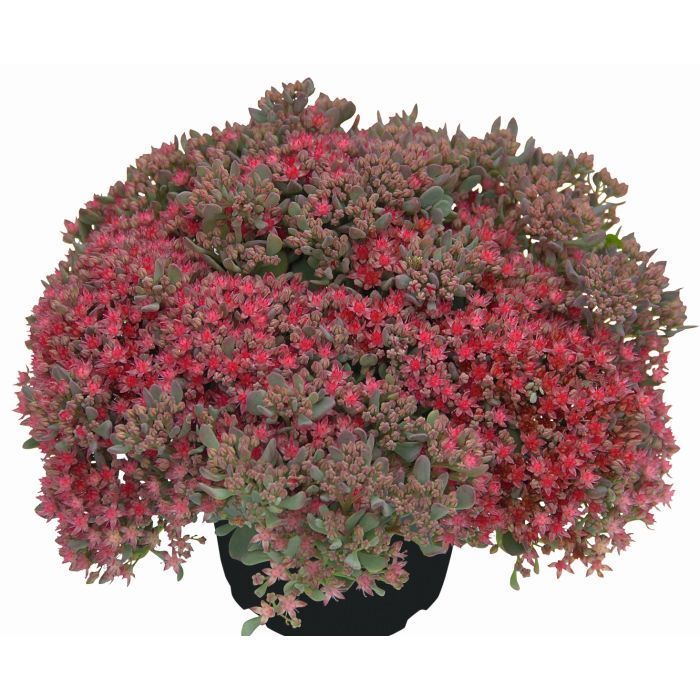 'Rocky' Rozchodnik Sedum