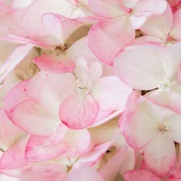 'Magical Andes' Hortensja Bukietowa Hydrangea paniculata
