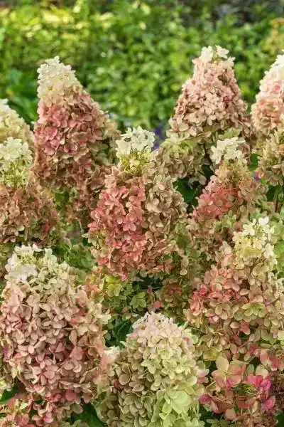 'Ruby Hobbit' Hortensja Bukietowa Hydrangea paniculata