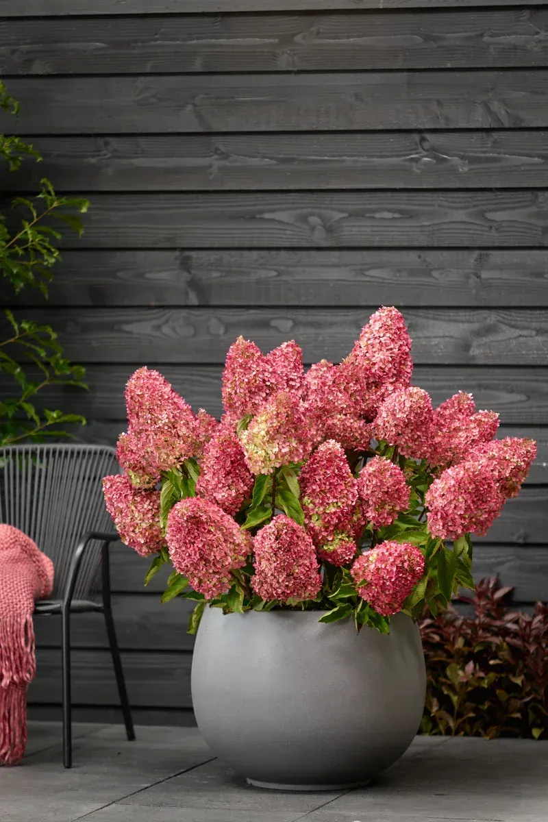 'Magical Mount Fuji' Hortensja Bukietowa Hydrangea paniculata