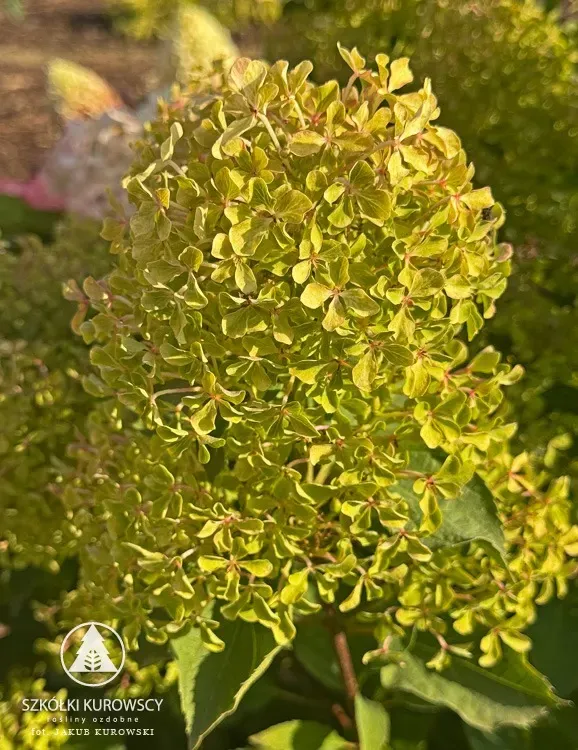 'Romantic Ace'® Hortensja Bukietowa Hydrangea paniculata