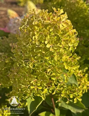 'Romantic Ace'® Hortensja Bukietowa Hydrangea paniculata