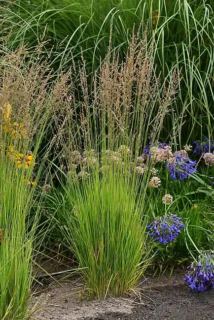 'Heidezwerg' Trzęślica Molinia caerulea