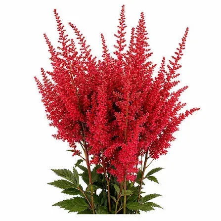 'Final' Tawułka Arendsa Astilbe arendsii