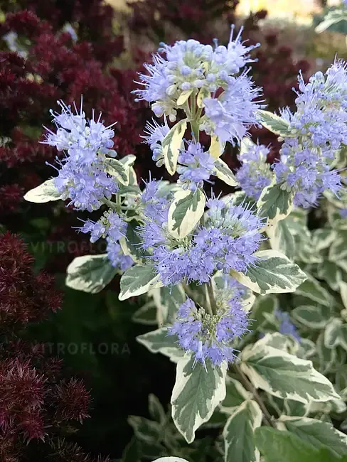 'White Surprise' Barbula Caryopteris
