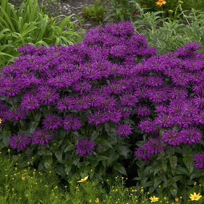 'SUGAR BUZZ® Grape Gumball' Pysznogłówka fioletowa Monarda