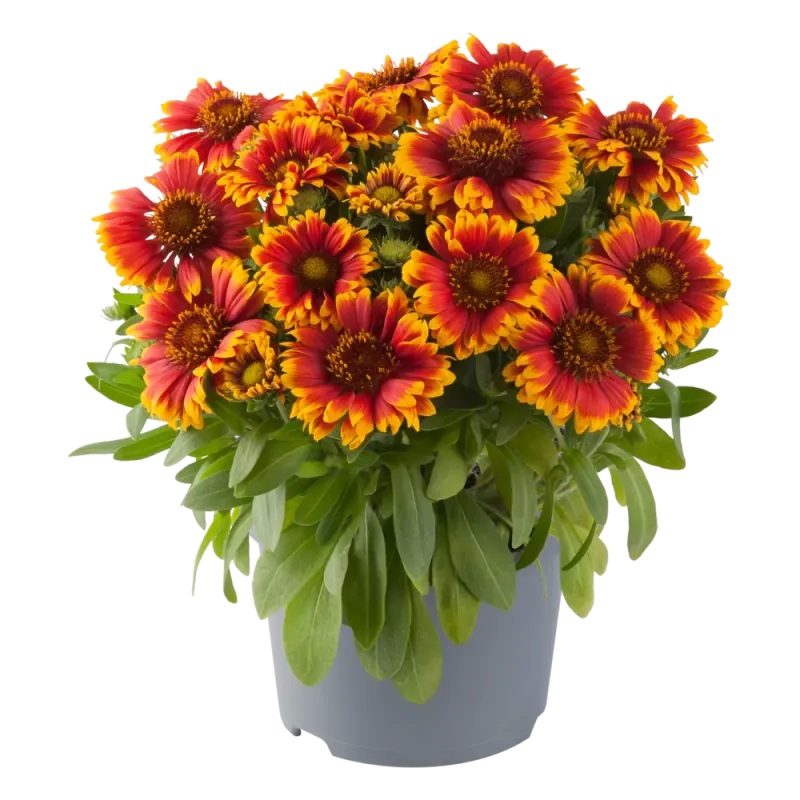 'Guapa Tango Bicolour' Gaillardia Gailardia