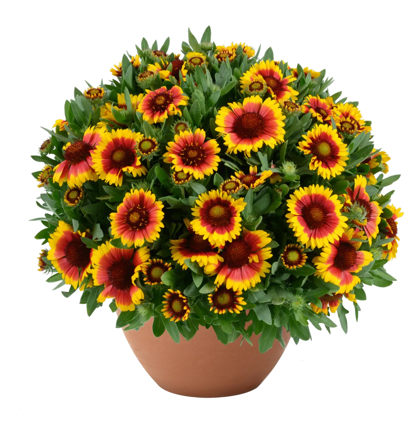 'Gusto™ Sweet Chilli' Gaillardia Gailardia