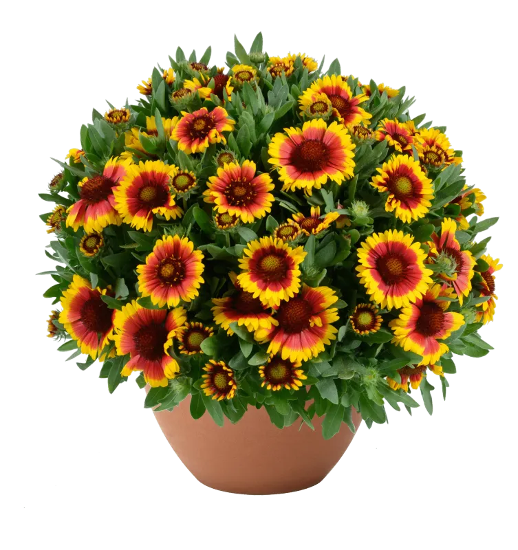 'Gusto™ Sweet Chilli' Gaillardia Gailardia