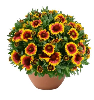 'Gusto™ Sweet Chilli' Gaillardia Gailardia