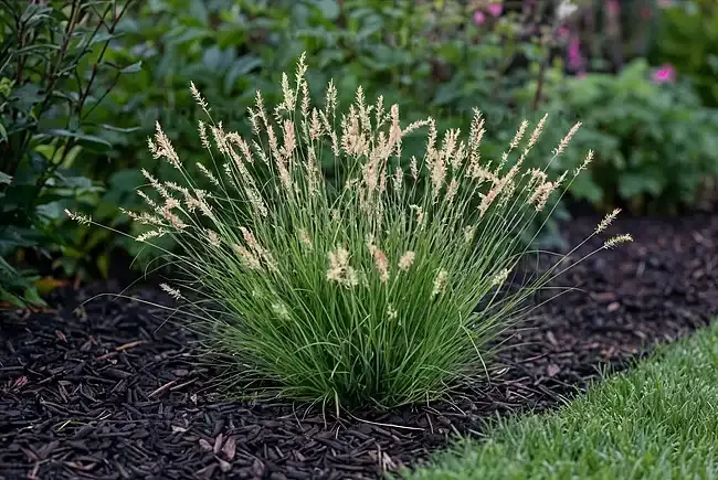 'Tiny Twinkler' Rozplenica Pennisetum