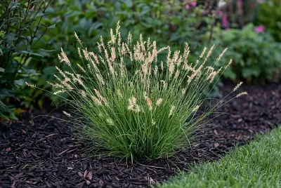 'Tiny Twinkler' Rozplenica Pennisetum