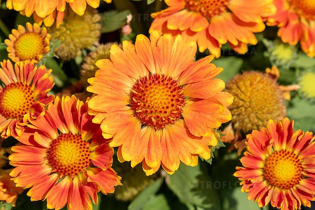 'Gusto™ Orange Zest' Gaillardia Gailardia
