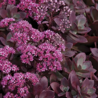 'SunSparkler® Firecracker' Rozchodnik Sedum