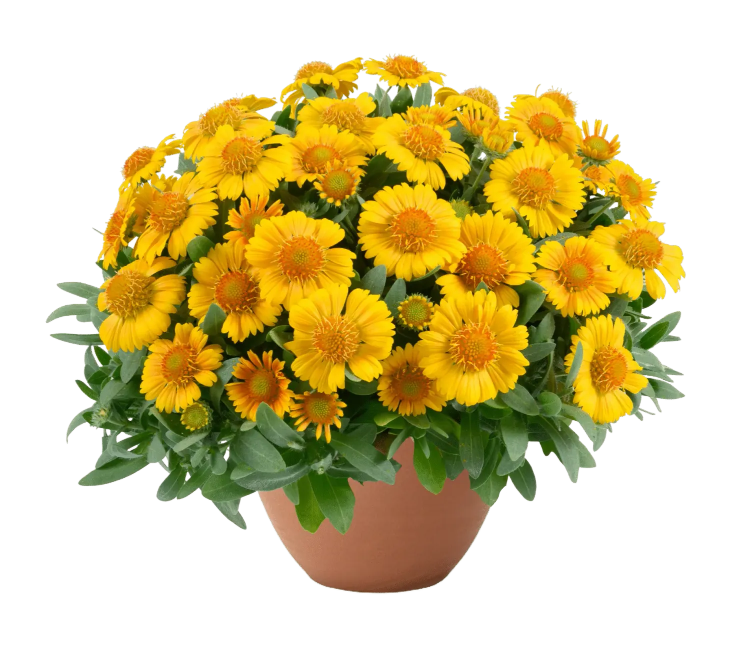 'Gusto™ Lemon' Gaillardia Gailardia