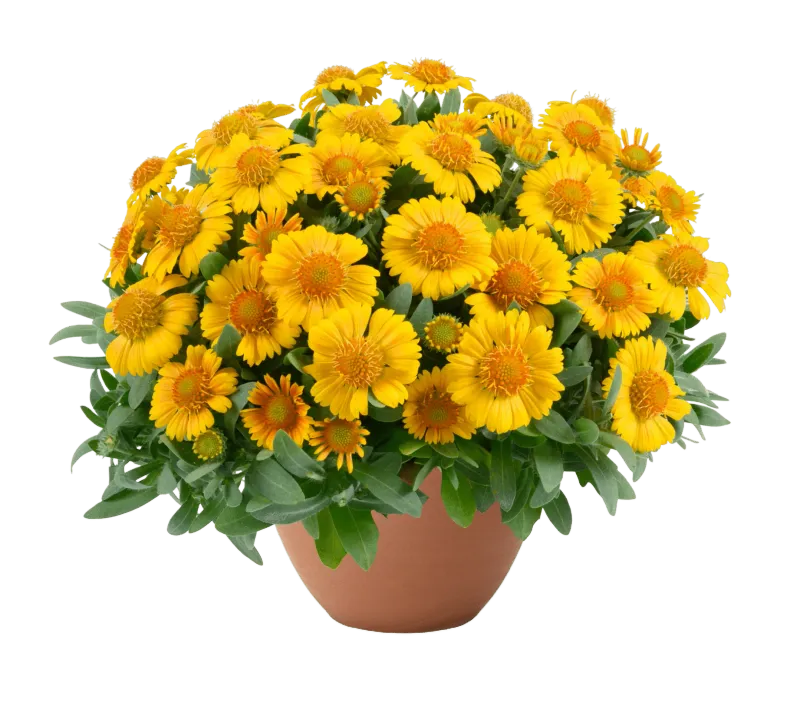 'Gusto™ Lemon' Gaillardia Gailardia