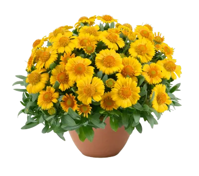 'Gusto™ Lemon' Gaillardia Gailardia