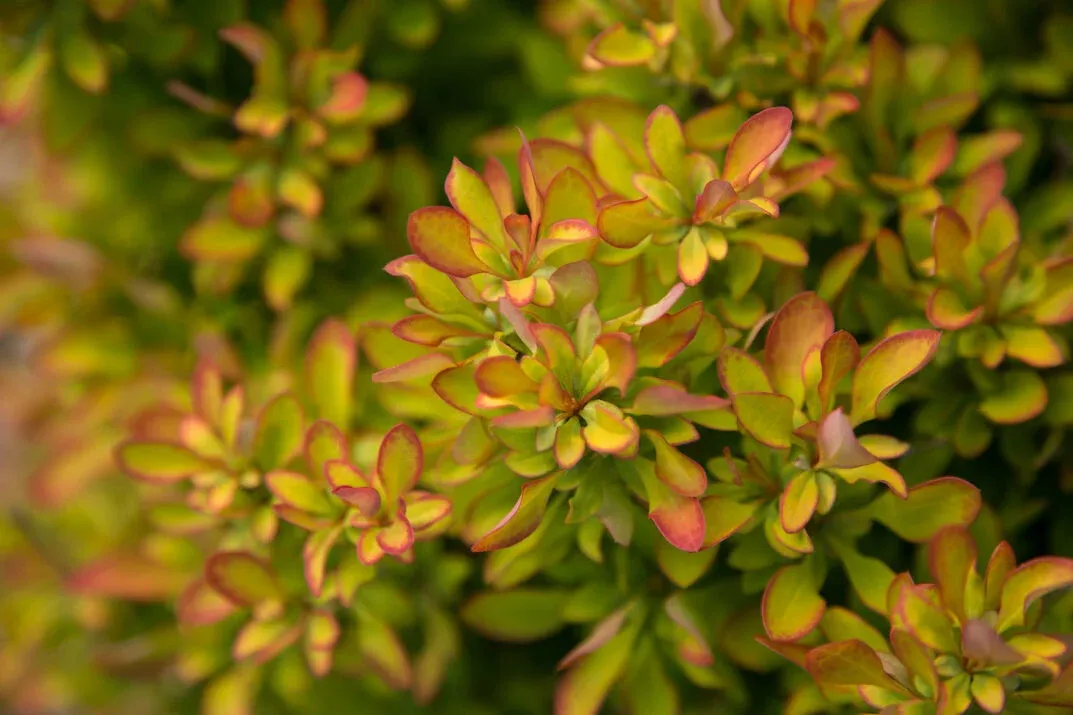 'Limoncello' Berberis Berberis