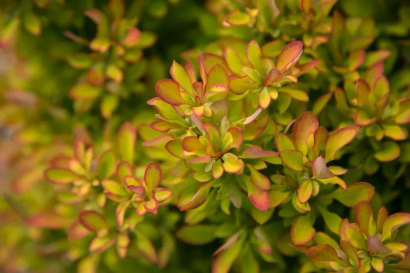 'Limoncello' Berberis Berberis