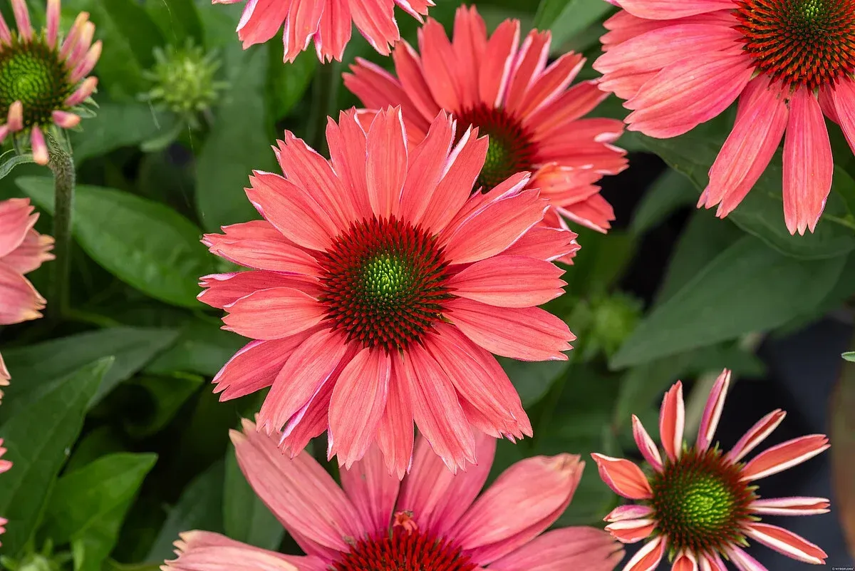 'SunMagic® Vintage Watermelon' Jeżówka arbuzowa Echinacea