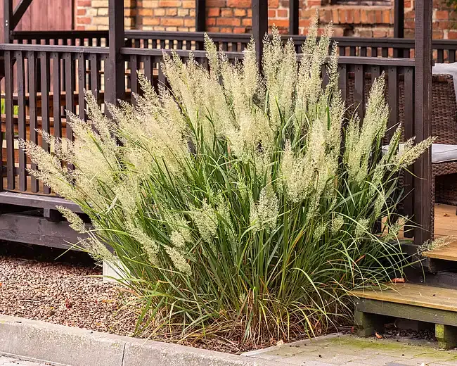 Trzciniak krótkowłosy Trzcinnik Calamagrostis brachytricha