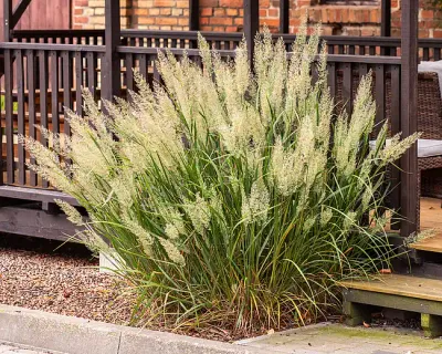 Trzciniak krótkowłosy Trzcinnik Calamagrostis brachytricha
