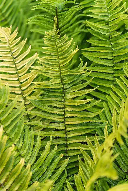 Paprotka Narecznica Dryopteris atrata